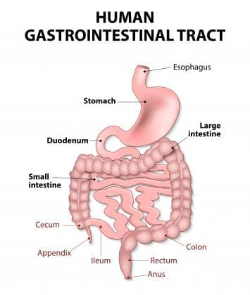 GI-Tract