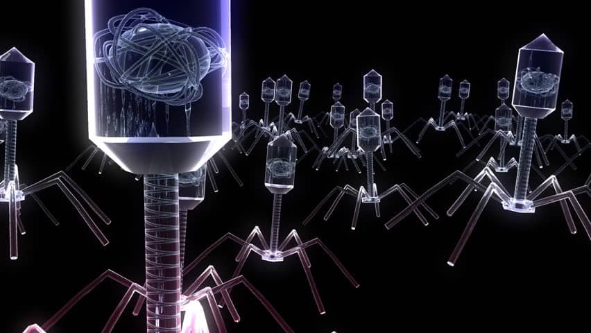 Bacteriophage: How A Forgotten Virus Can be An Asset to Combat Superbugs